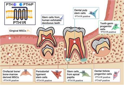 Parathyroid Hormone 1 Receptor Signaling in Dental Mesenchymal Stem Cells: Basic and Clinical Implications